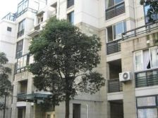 丽水豪庭 5室2厅 南