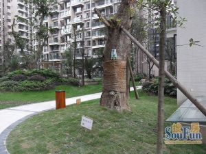 九峰国际 3室2厅 南