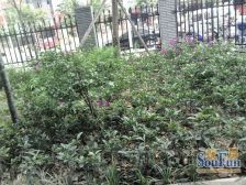 东部新城 东城中央二房49万