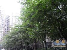 中海龙湾半岛3室2厅北