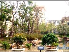 东方帕堤欧花园小城2室南朝向330.00万元/套出售