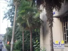 十全街·木杏新村·1室·1厅