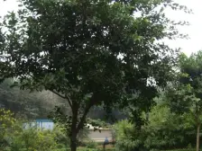 南桥寺 精装三房 户型方正 楼层好 视野开阔 采光好