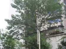 巴国城后门新农八村25号大两室业主诚心出售