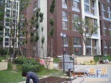 智地香蜜湾2010年小区人车分流满五唯一