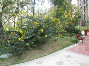 华润翠林华庭2室1厅北