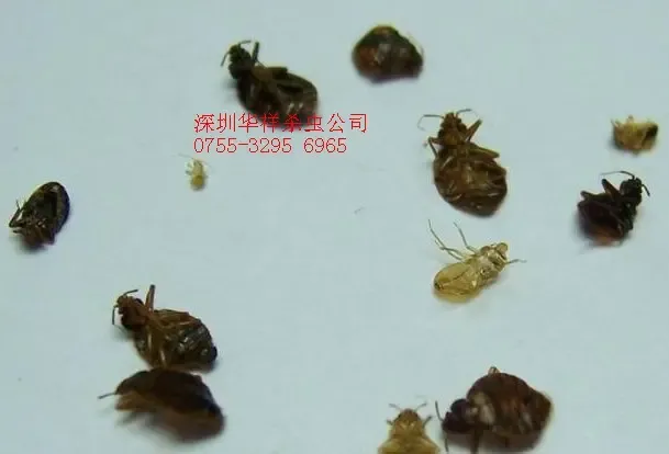 深圳灭臭虫|灭家庭臭虫最好最有效方法